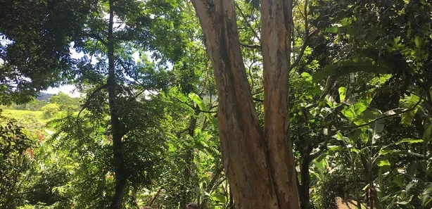 Fazenda/Sítio com 3 Quartos à venda, 7270m² no Área Rural de Macaé, Macaé
