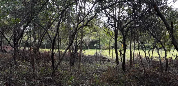 Lote/Terreno à venda, 20000m² no , Araçaí