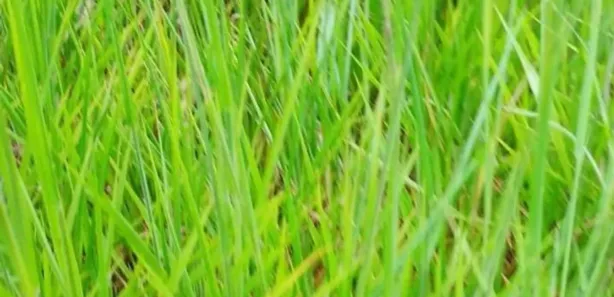 Fazenda/Sítio à venda, 385000m² no Palmital de Minas, Cabeceira Grande