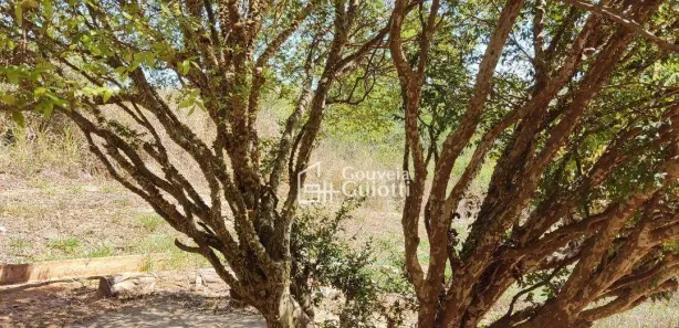 Fazenda/Sítio à venda, 20000m² no , Gameleira de Goiás