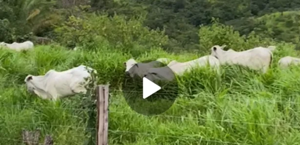 Fazenda/Sítio à venda no Planaltina, Brasília