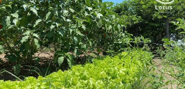 Fazenda/Sítio à venda, 4680000m² no Centro, Bonfim