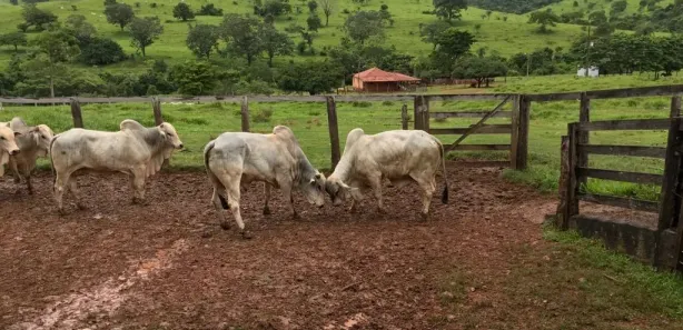 Fazenda/Sítio à venda, 10164000m² no , São Luiz do Norte