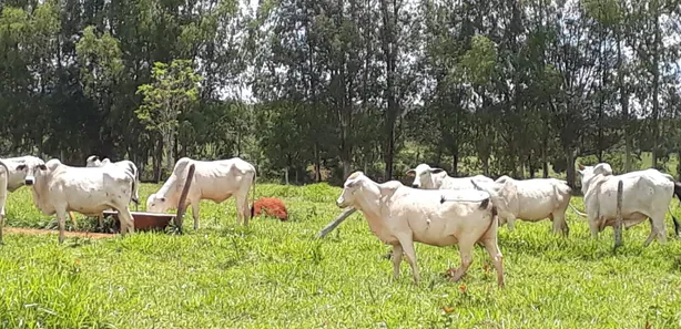 Lote/Terreno à venda, 20000m² no Cordisburgo, Cordisburgo