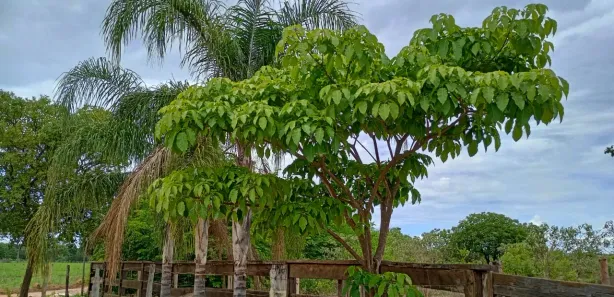 Lote/Terreno à venda, 20000m² no , Araçaí