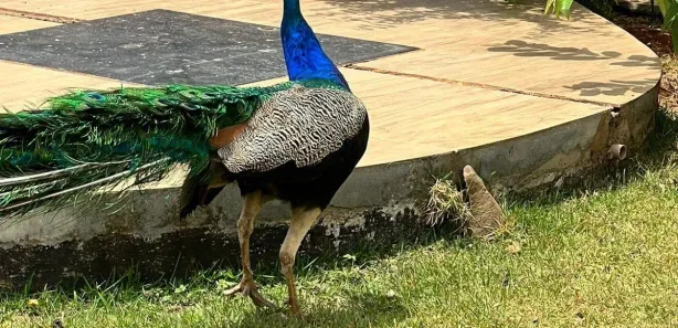 Casa com 5 Quartos à venda, 420m² no Taguatinga Sul, Brasília