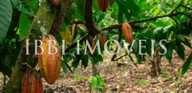 Fazenda/Sítio com 20 Quartos à venda, 700m² no , Belmonte