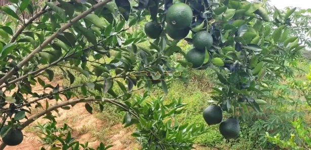 Fazenda/Sítio com 2 Quartos à venda, 5000m² no , Gameleira de Goiás