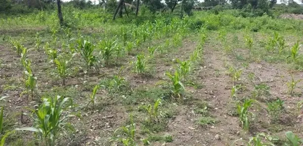 Lote/Terreno à venda, 100000m² no , Lagoa do Piauí
