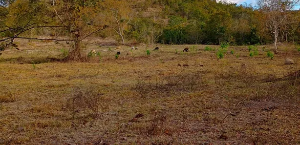 Fazenda/Sítio com 2 Quartos à venda, 80m² no , Padre Bernardo
