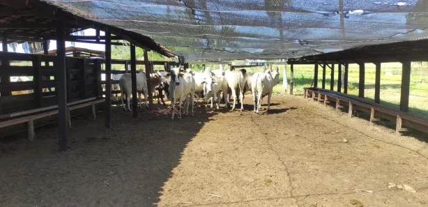 Fazenda/Sítio à venda, 300m² no Centro, Itapecuru Mirim