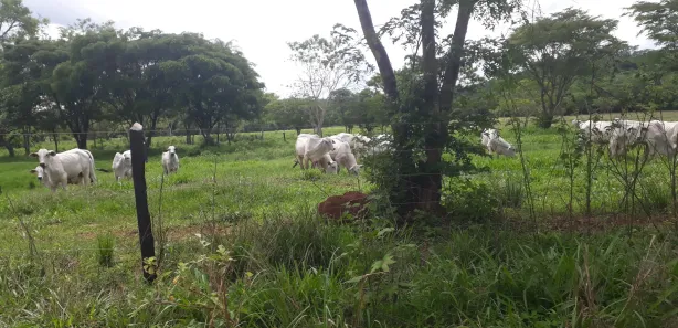 Lote/Terreno à venda, 20000m² no , Araçaí