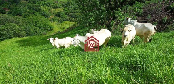 Fazenda/Sítio com 5 Quartos à venda, 340m² no Sana, Macaé