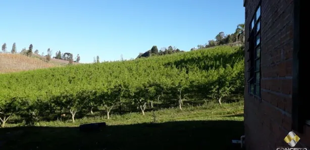 Fazenda/Sítio à venda, 135000m² no Nova Vicenza, Farroupilha