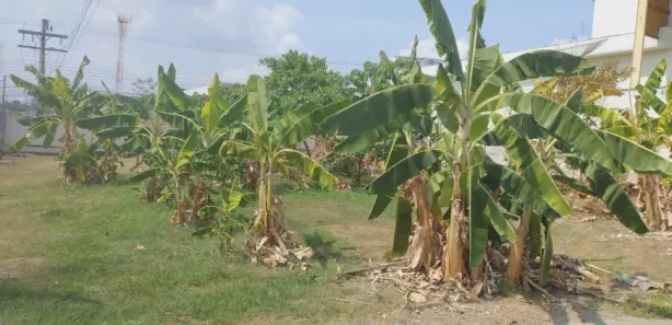 Lote/Terreno à venda, 3568m² no Cachoeirinha, Manaus