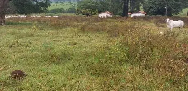 Fazenda/Sítio com 2 Quartos à venda, 100m² no , Itaberaí