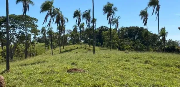 Fazenda/Sítio com 4 Quartos à venda, 2420000m² no Vila Santa Terezinha, Inhumas