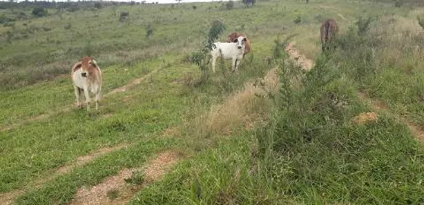 Lote/Terreno à venda, 20000m² no , Araçaí