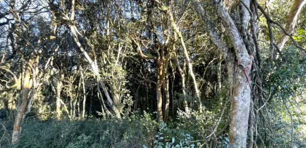 Lote/Terreno à venda, 389m² no Cruzeiro, Caxias do Sul
