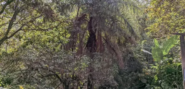 Fazenda/Sítio com 3 Quartos à venda, 120m² no Citrolândia, Betim