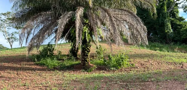 Fazenda/Sítio à venda, 7500000m² no Trevo do José Rosário, Leopoldo de Bulhões