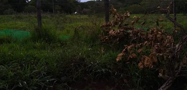 Fazenda/Sítio à venda, 49000m² no Área Rural de Valparaíso de Goiás, Valparaíso de Goiás