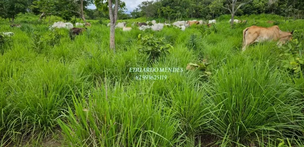 Fazenda/Sítio com 3 Quartos à venda, 232320m² no , Niquelândia