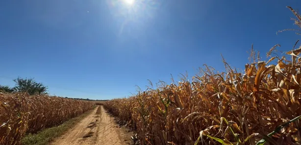 Fazenda/Sítio com 3 Quartos à venda, 532400m² no , Goianápolis