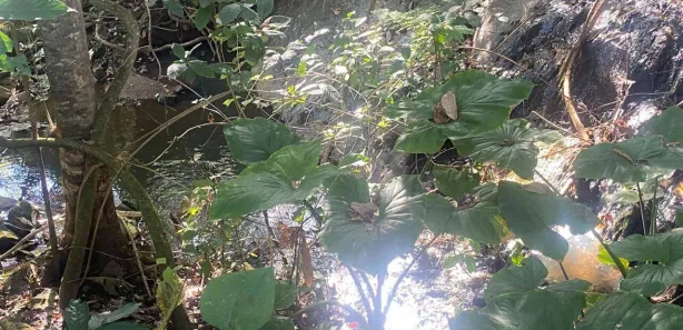 Lote/Terreno à venda, 12m² no Setor Central, Taquaral de Goiás