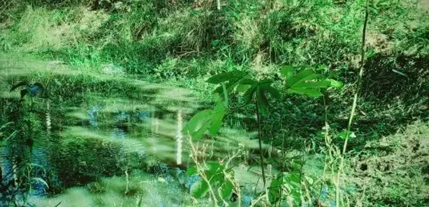Fazenda/Sítio com 1 Quarto à venda, 6000m² no Pitangas, Tanguá