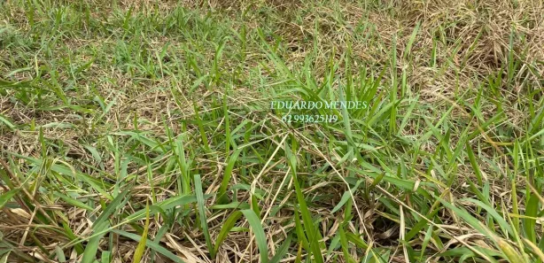 Fazenda/Sítio com 3 Quartos à venda, 145200m² no , Gameleira de Goiás