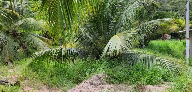 Fazenda/Sítio com 3 Quartos para alugar, 380000m² no , São José de Mipibu