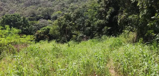 Casa com 4 Quartos à venda, 250000m² no , Buritis