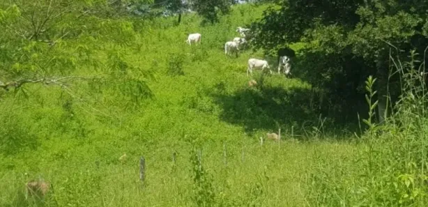 Fazenda/Sítio com 4 Quartos à venda, 150000m² no Vila Jayara, Anápolis