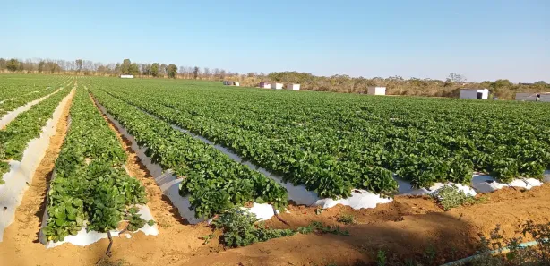 Fazenda/Sítio com 3 Quartos à venda, 220000m² no , Brasília