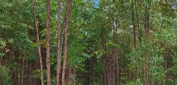 Fazenda/Sítio com 1 Quarto à venda, 30m² no Área Rural de Pratânia, Pratânia