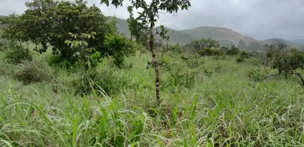 Fazenda/Sítio com 2 Quartos à venda, 280000m² no , Padre Bernardo