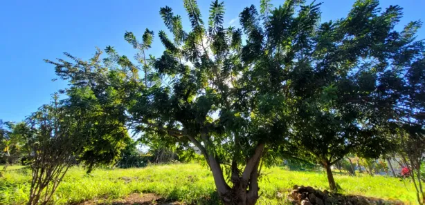 Fazenda/Sítio à venda, 1500m² no , Nerópolis