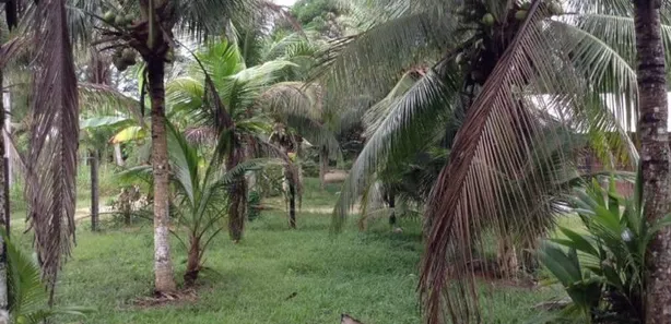 Lote/Terreno à venda no , Rio Preto da Eva