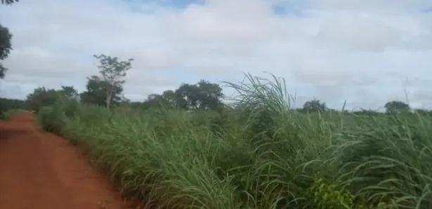 Fazenda/Sítio à venda, 50m² no , Pium