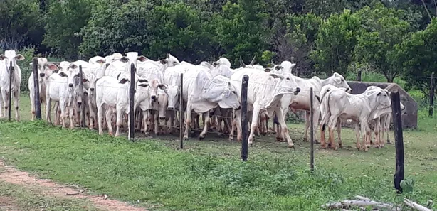 Lote/Terreno à venda, 20000m² no , Araçaí
