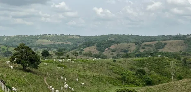 Fazenda/Sítio à venda, 630000m² no Centro, Serraria