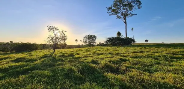 Fazenda/Sítio com 3 Quartos à venda, 10000m² no , Cafelândia