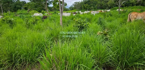 Fazenda/Sítio com 3 Quartos à venda, 232320m² no , Niquelândia