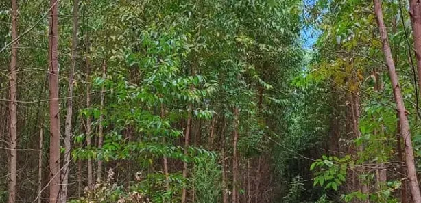 Fazenda/Sítio com 1 Quarto à venda, 30m² no Área Rural de Pratânia, Pratânia