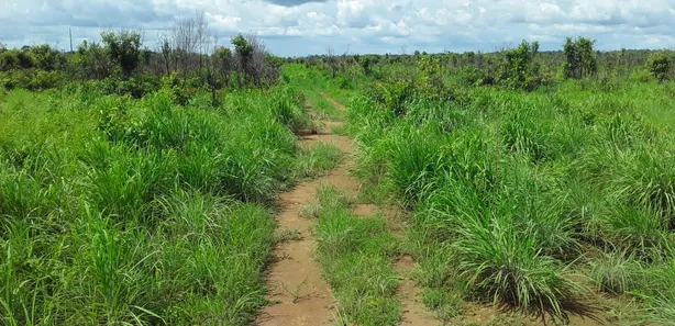Fazenda/Sítio com 1 Quarto à venda, 484000000m² no , Babaçulândia