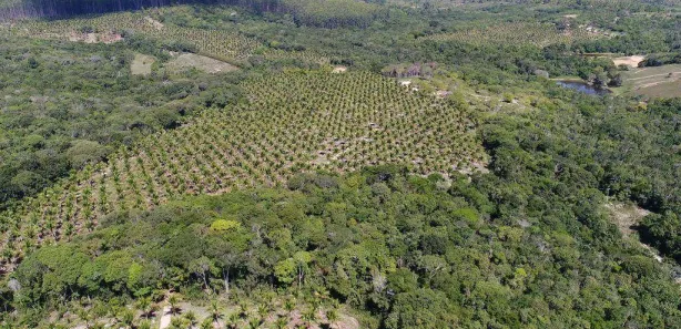Fazenda/Sítio à venda, 685000m² no Sauípe, 
