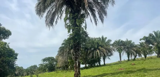 Fazenda/Sítio com 3 Quartos à venda, 72600m² no Área Rural de Inhumas, Inhumas