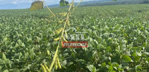 Fazenda/Sítio à venda, 500m² no , São Luíz do Norte