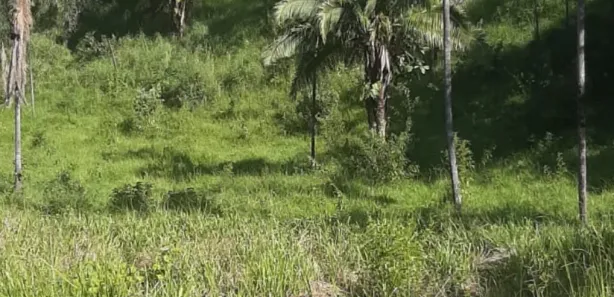 Fazenda/Sítio com 2 Quartos à venda, 1016m² no , Padre Bernardo